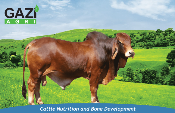 গাজী এগ্রি - ক্যাটল নিউট্রিশন (Cattle Nutrition)